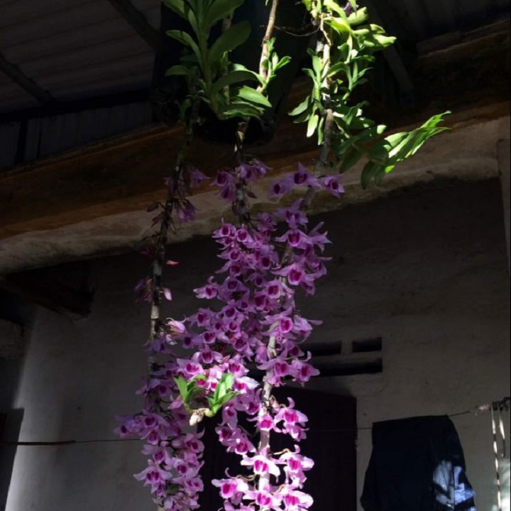 Hoa phong lan - tre tím yên lập(cây cao 20cm, ươm tư nhiên)