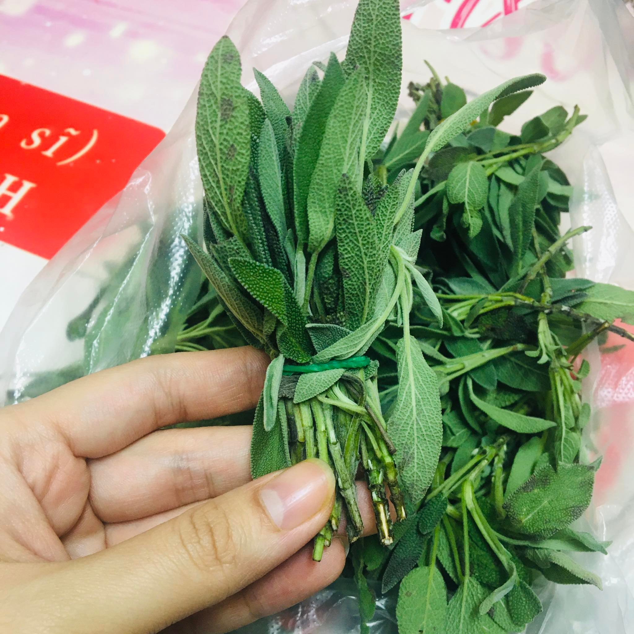 Lá xô thơm sage tươi 50g,100g