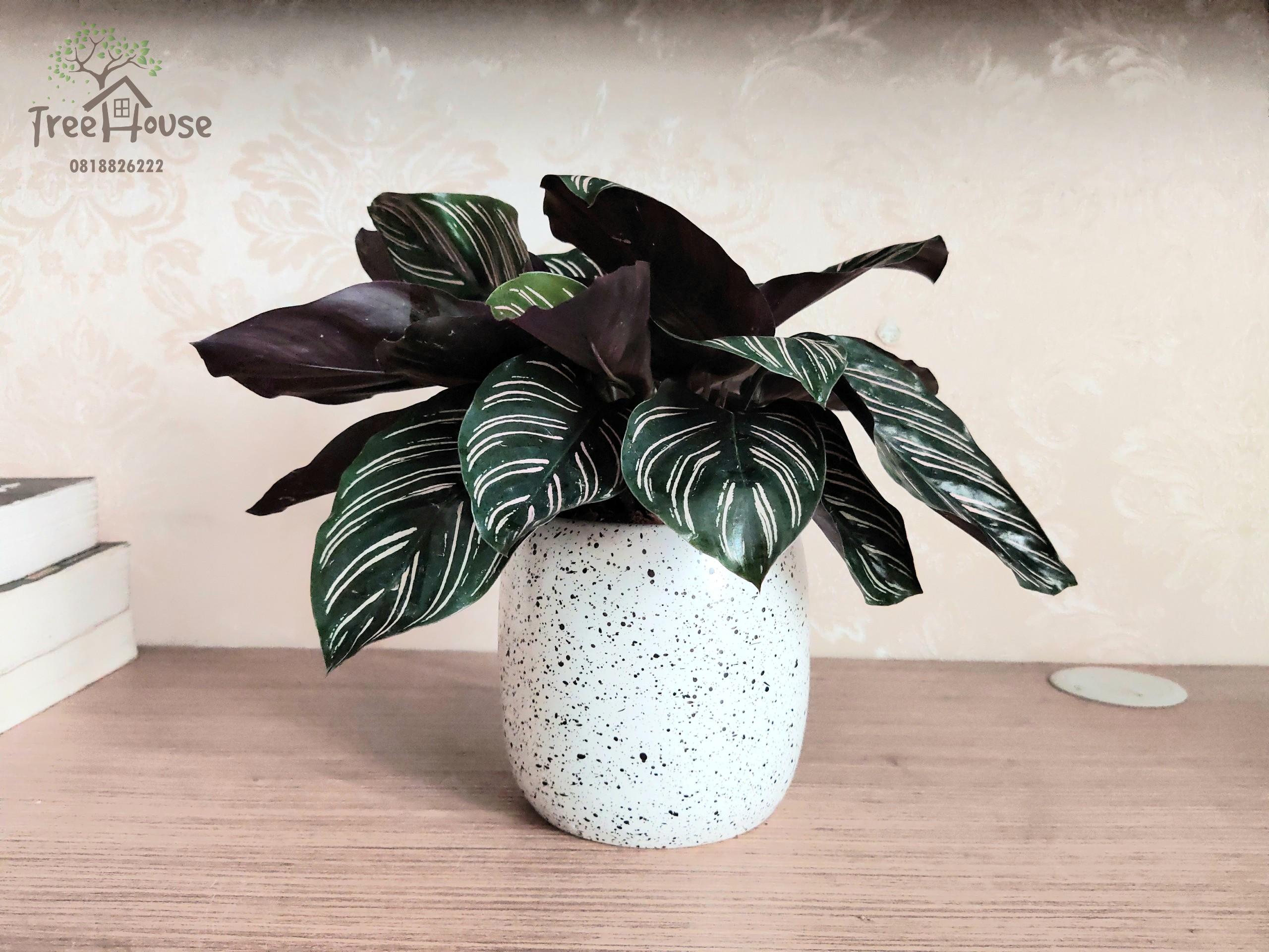 Chậu Men Mờ Trứng Cút - Gốm Bát Tràng