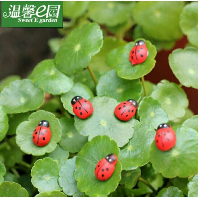 Con Bọ Cánh Cứng Giá Tốt T08/2023 | Mua Tại Lazada.Vn