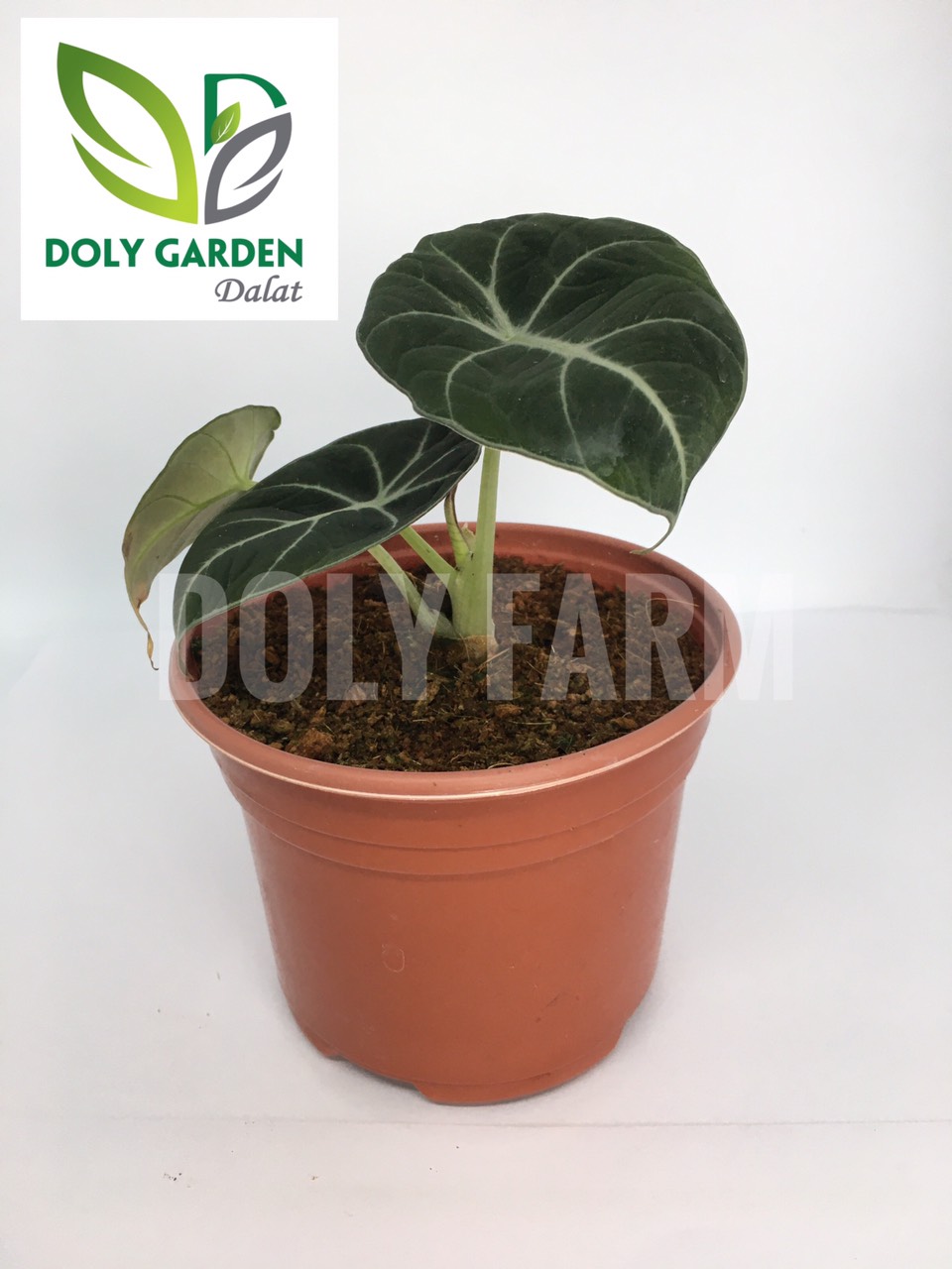 Cây Black Velvet cây con, rễ khỏe, chậu 10cm