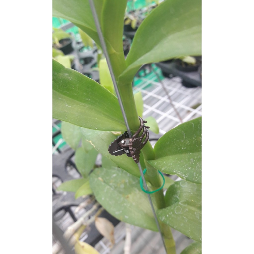 Set 50 kẹp hình con bướm dùng để kẹp cành cây cành hoa lan, mặt hàng đang được săn đón, chất lượng đảm bảo và cam kết hàng đúng mô tả