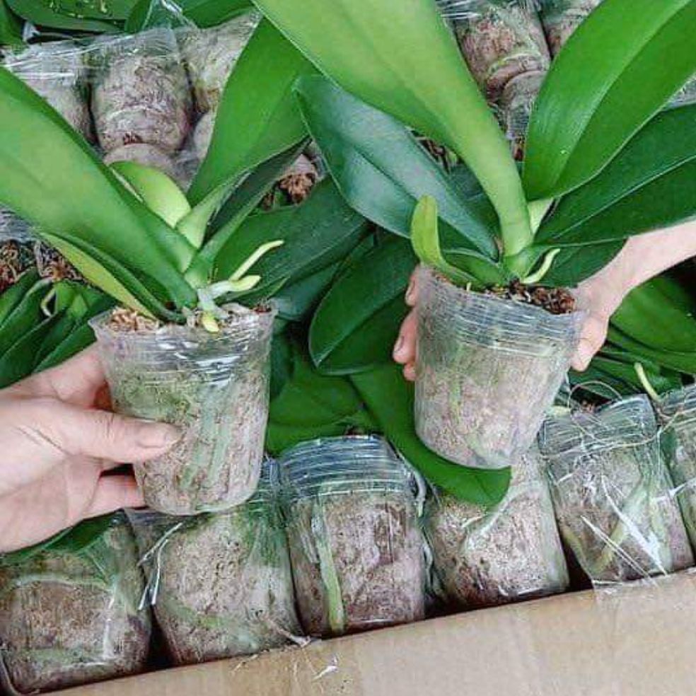 Lan Hồ Điệp đã có Ngồng hoa