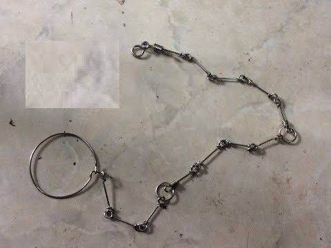 Xích Chân Cho Vẹt 30Cm (Kiểu Thái Lan) Kèm Vòng Số 8