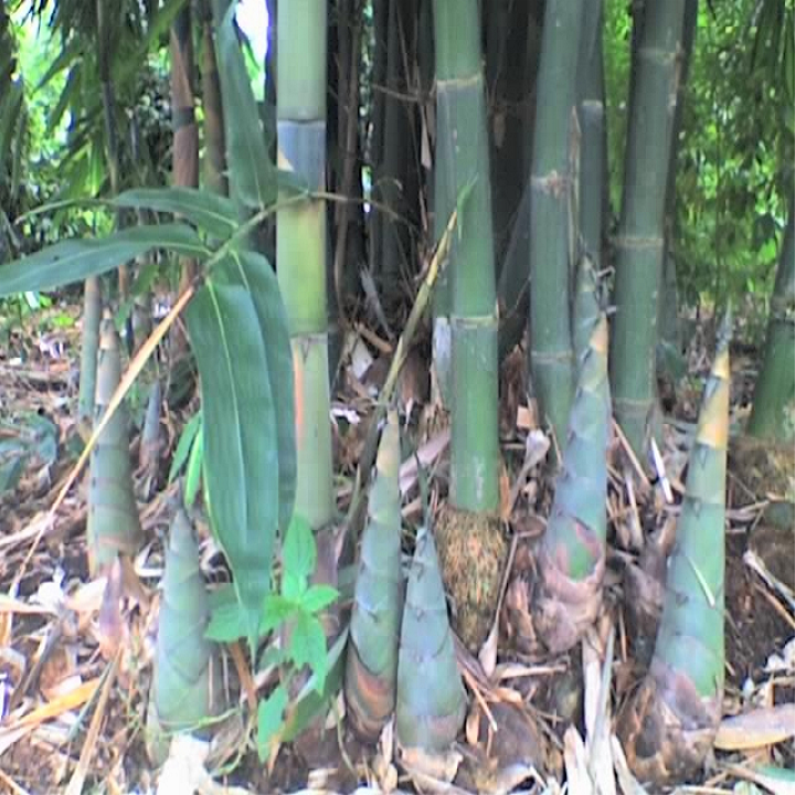 Combo 2 Cây giống măng tre Bát Độ - 67679