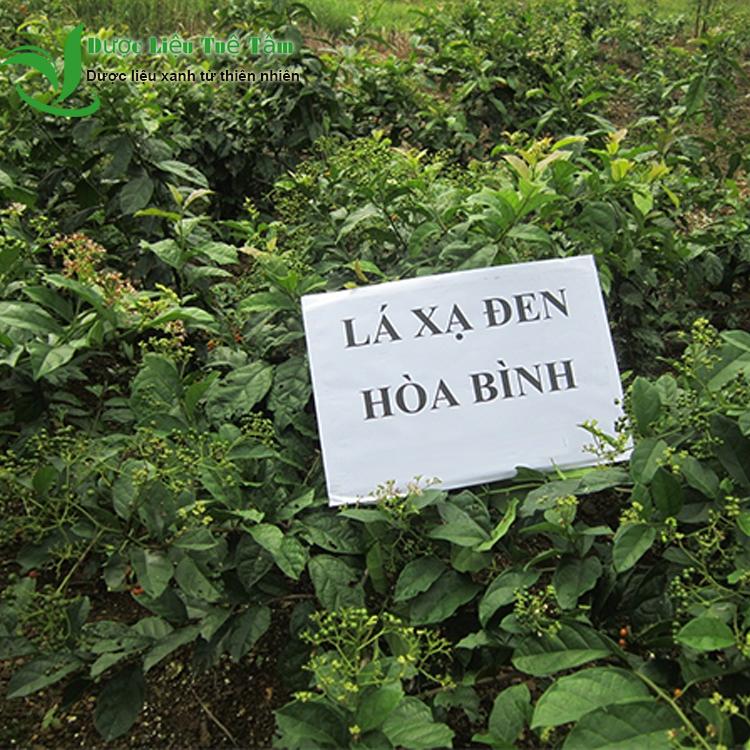 Cây xạ đen - tỉ lệ 1 cành 3 lá