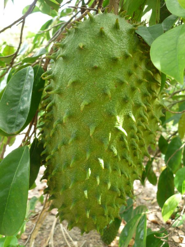 Cây giống mãng cầu xiêm cổ