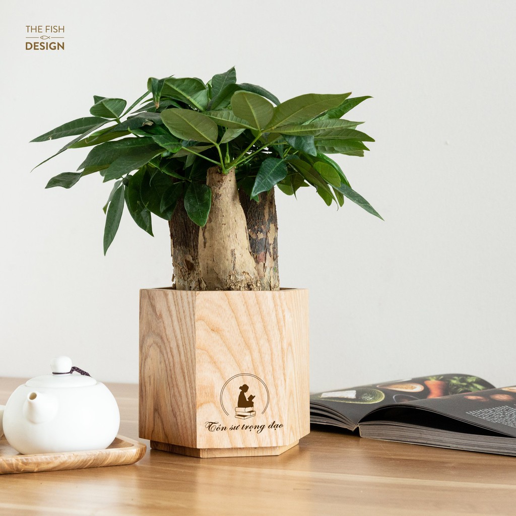 [HCM]Cây Kim Ngân Tam Lộc