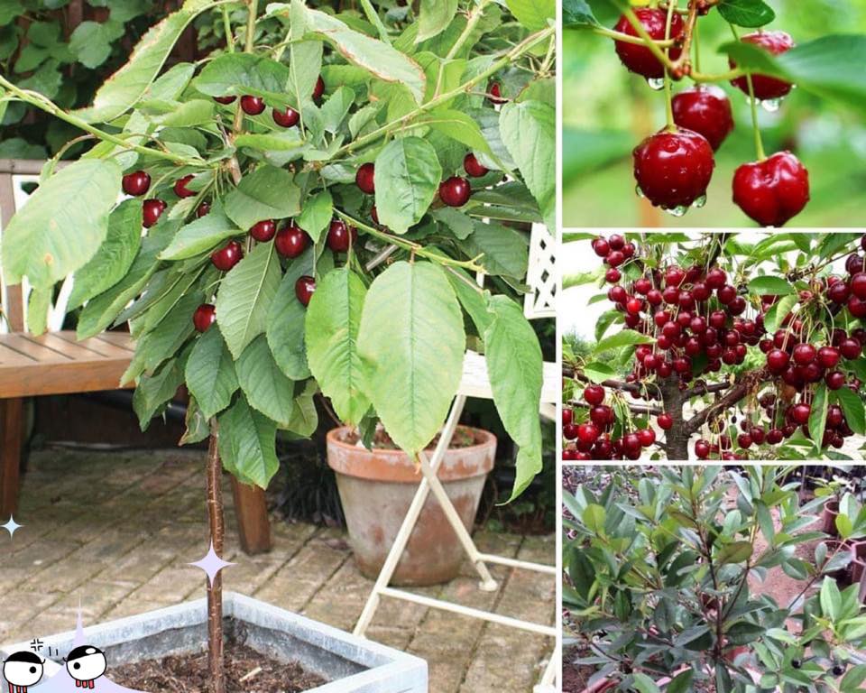 Cây cherry anh đào cao gần 1m trồng sau 8 tháng cây cho trái chuẩn cây f1