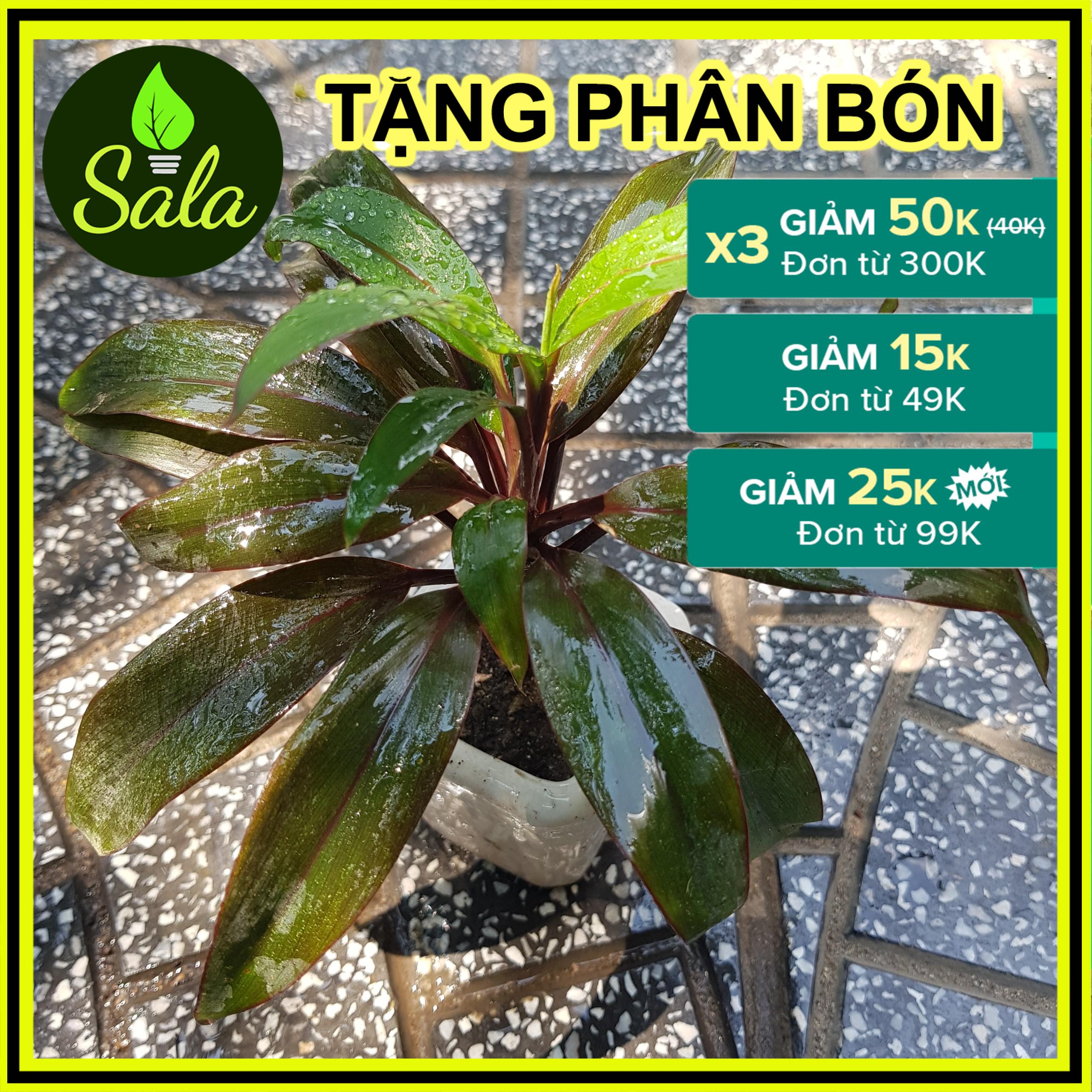 CÂY CẢNH ĐỂ BÀN NHỎ XINH - CÂY HUYẾT DỤ NHỎ ĐỂ BÀN CHẬU nhựa- CÂY KIỂNG ĐỂ BÀN TRANG TRÍ