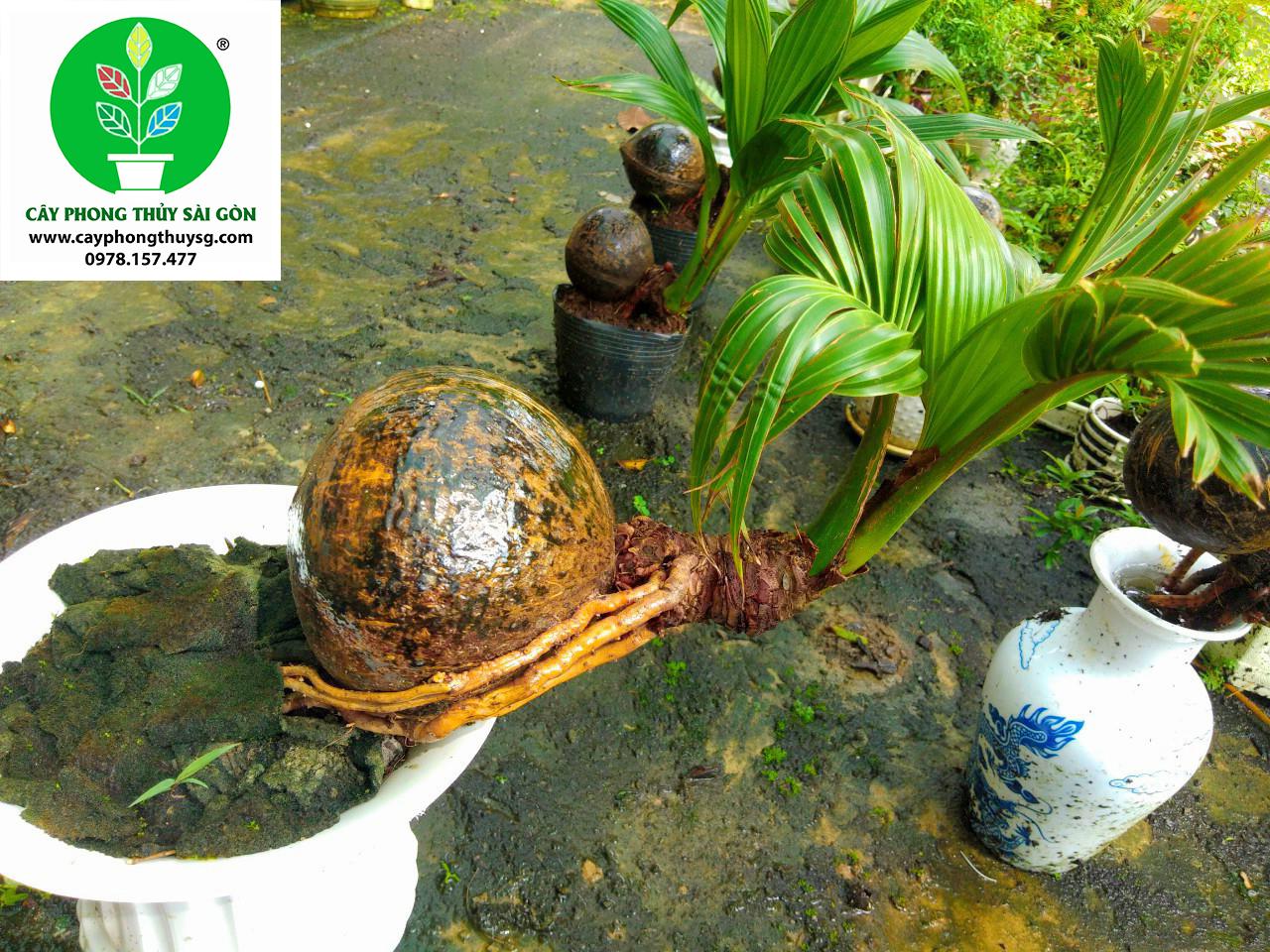 Dừa Bonsai Kiểng văn phòng