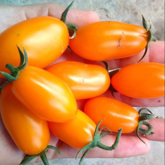 Hạt Giống Cà Chua Trái Cây Nova