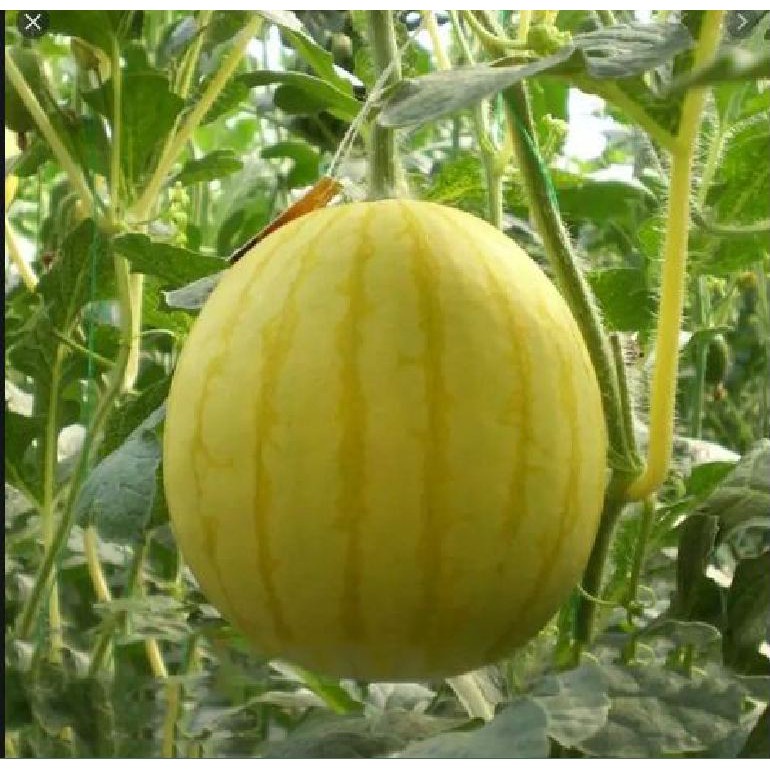 Hạt giống dưa hấu vỏ vàng