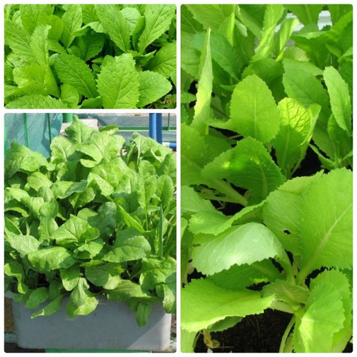 Hạt giống rau Cải canh lá vàng - Gói 20gr
