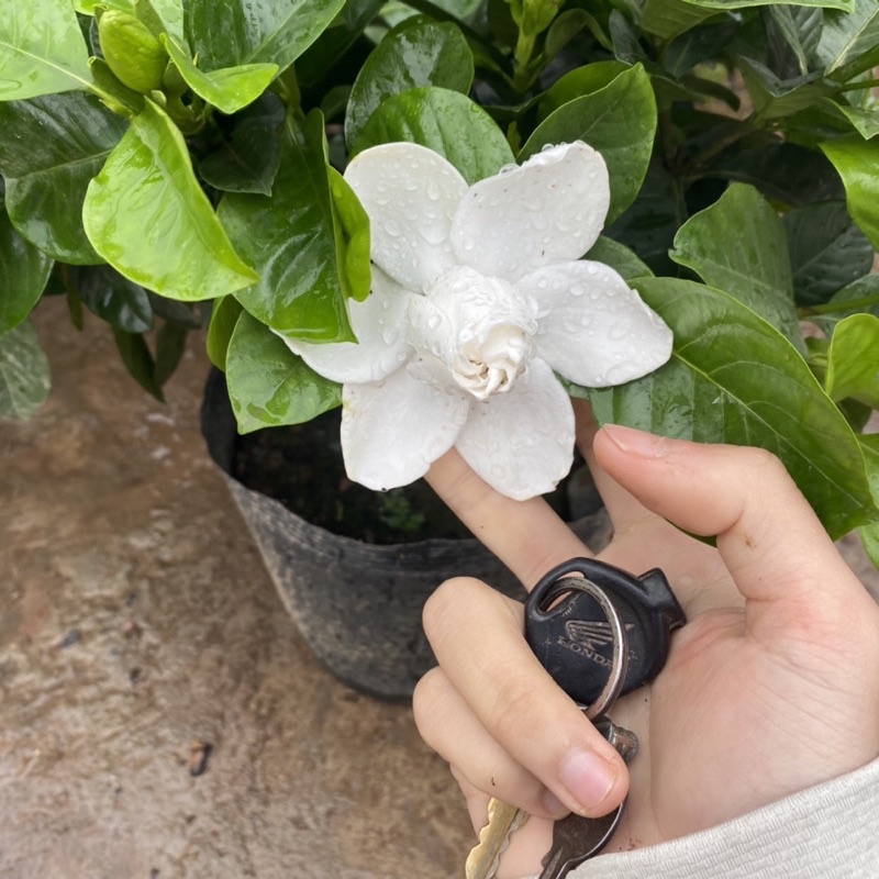 Cây hoa bạch thiên hương có hương thơm ngào ngạt