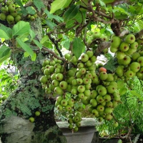 Hạt Giống Sung Mỹ F1. Túi 50 Hạt Giá Đặc Biệt - Rất Dễ Trồng. Kèm Quà Tặng.