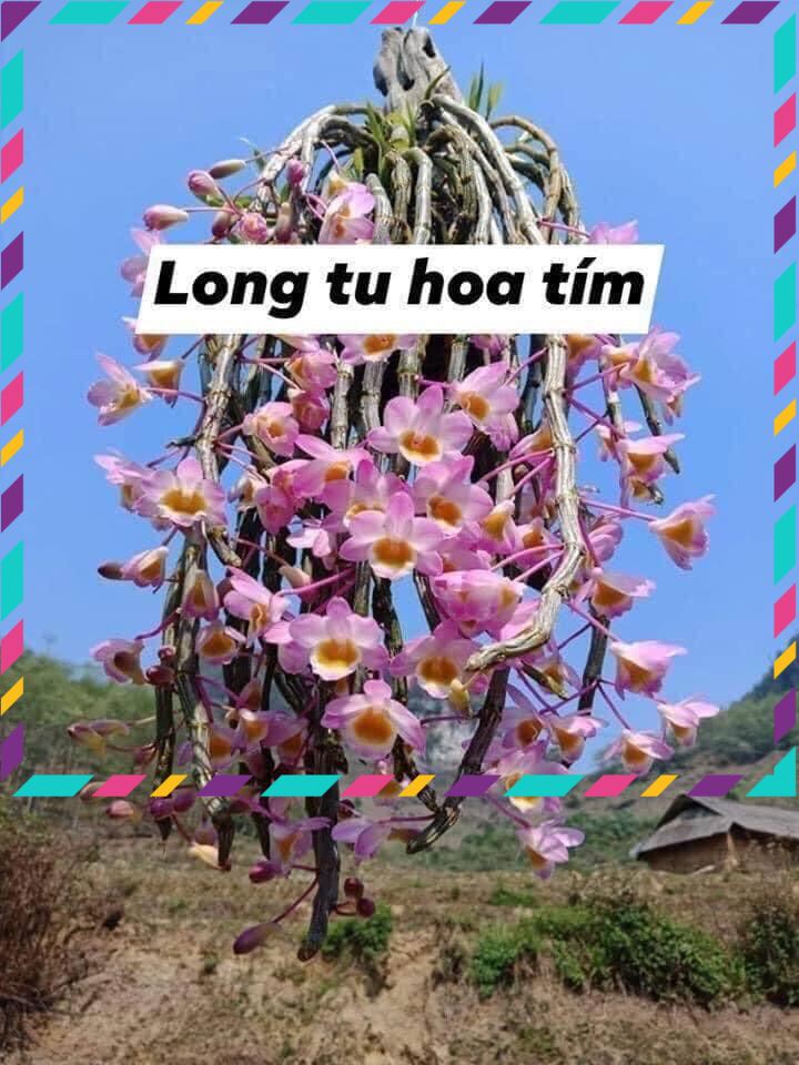 Hoa Lan long tu qq