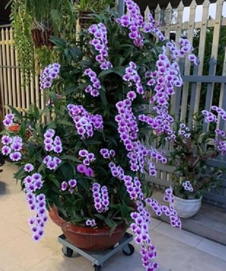 cây giống lan vanda, hàng nhập thái lan, đủ màu siêu đẹp siêu rẻ