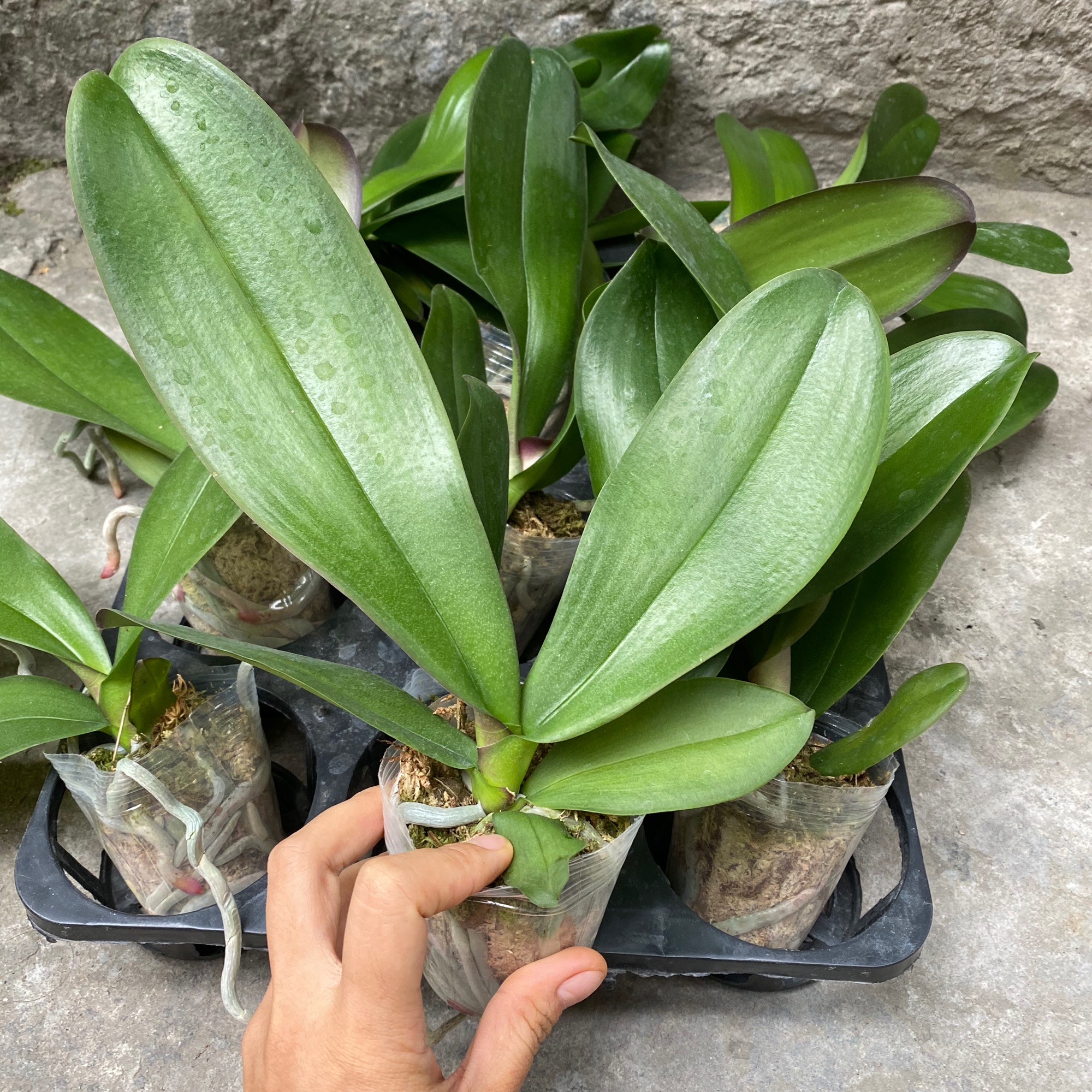 Cây Lan Hồ Điệp đại cốc 2.8 chưa ngồng - Nữ hoàng của các loại hoa - giao cây to như hình, hoa có màu ngẫu nhiên