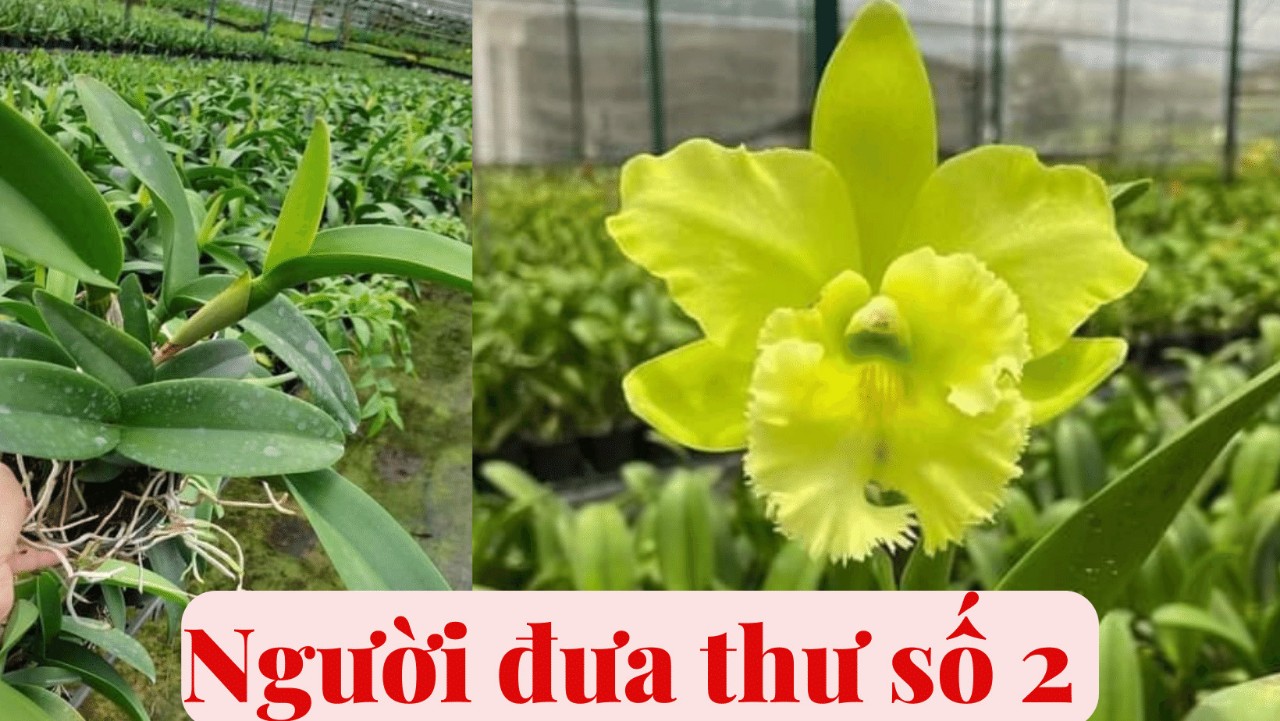 Hoa lan Cát Người đưa thư số 2, cattleya hoa thơm, chậu cây trưởng thành, nhiều thân, sắp hoa