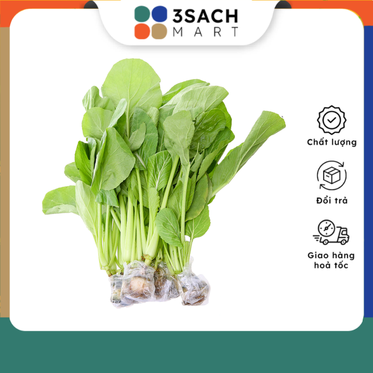 Cải Ngọt Thủy Canh