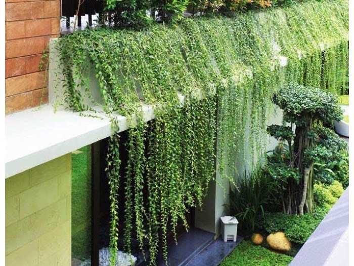 CÚC TẦN LEO ẤN ĐỘ