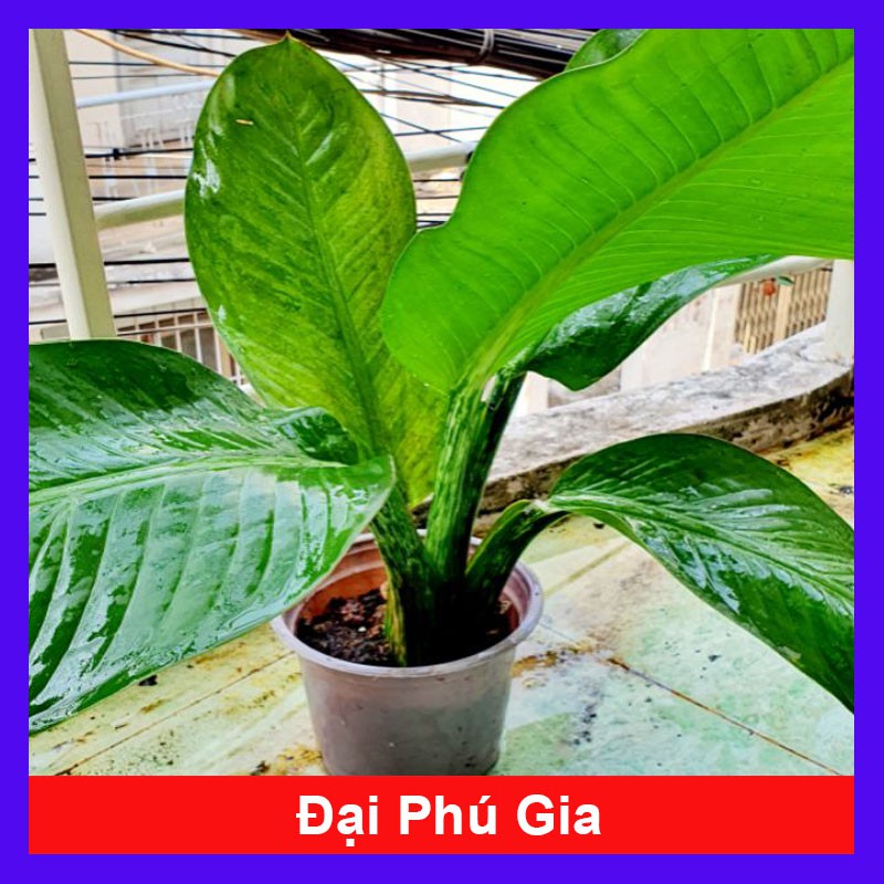 Cây đại phú gia - Cây cảnh trong nhà - caykiengsadec