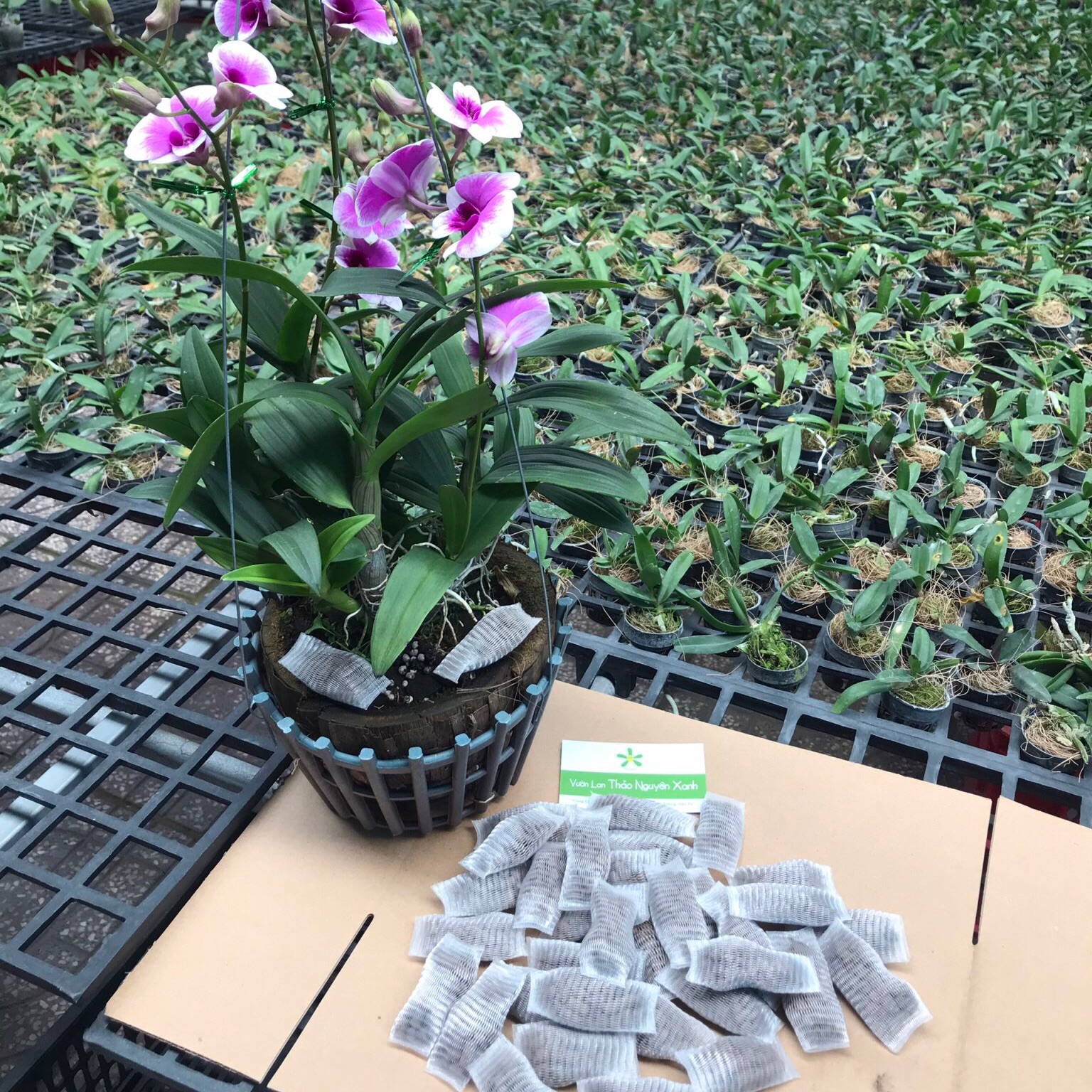 [HCM]Combo 10 gói Phân bón chậm tan túi lưới