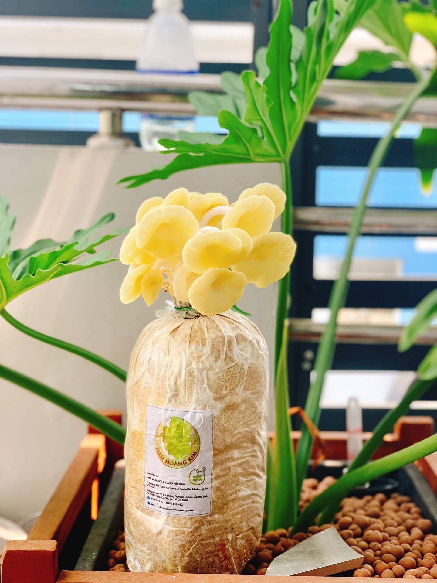 Phôi Nấm Hoàng Kim giá rẻ tận gốc