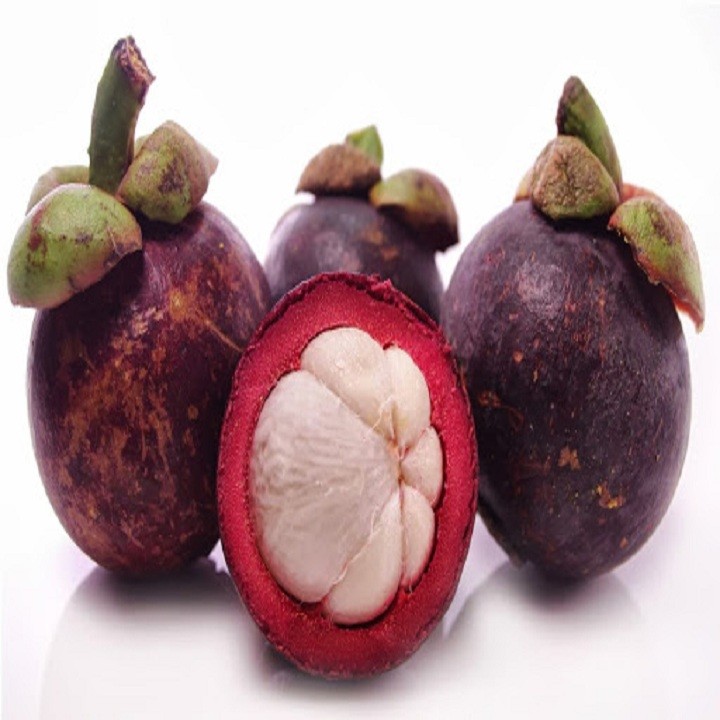 Cây giống măng cụt năng suất cao - C91