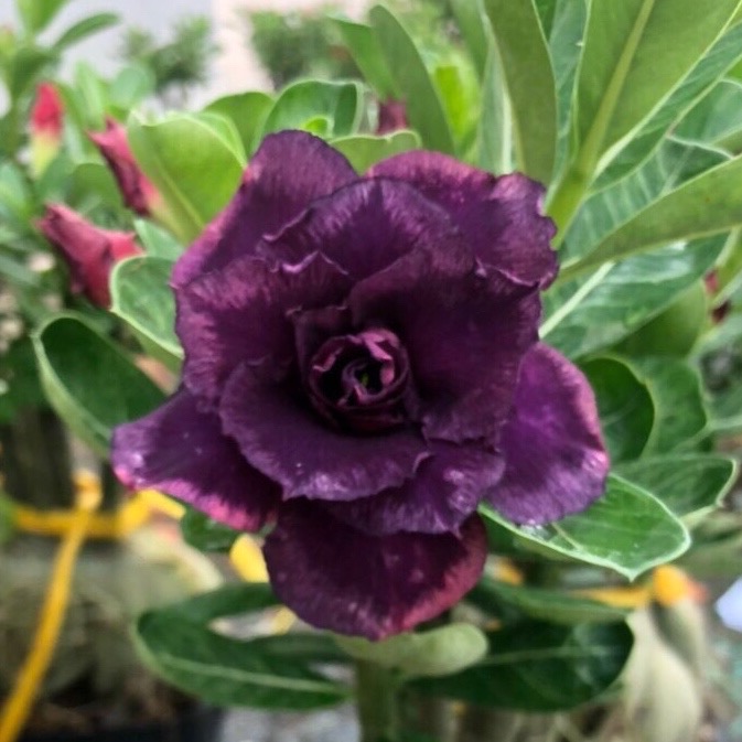 Cây sứ giống hoa màu tím Adenium Flower