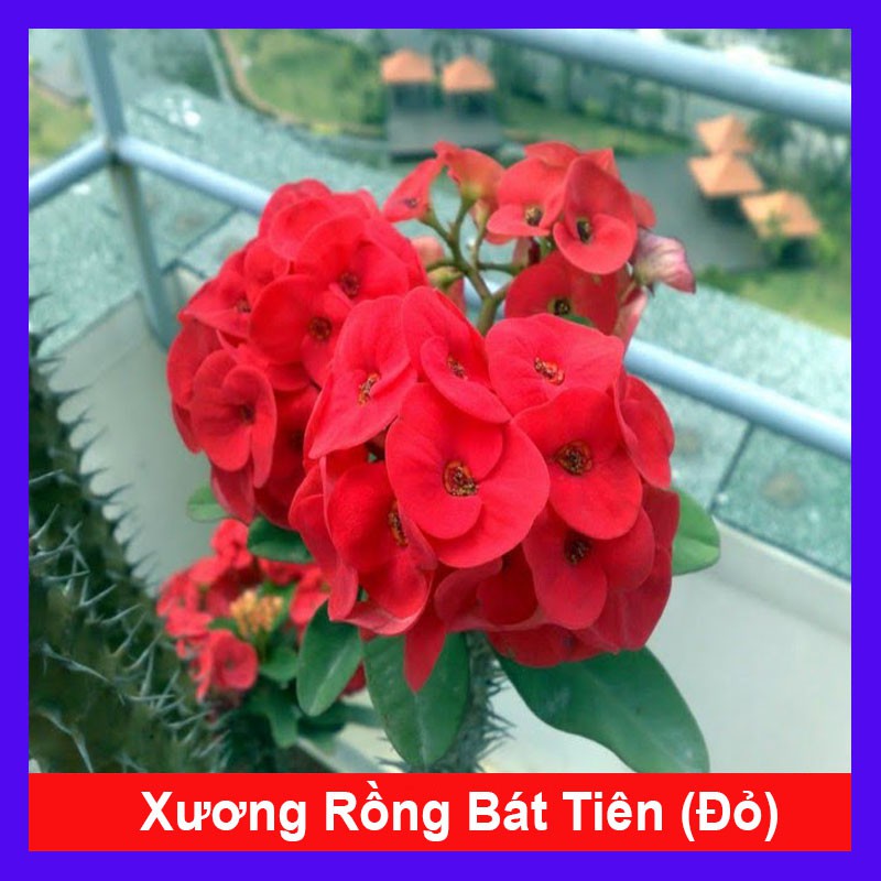 Cây Xương Rồng Bát Tiên - cây cảnh mini - cây cảnh để bàn - caykiengsadec