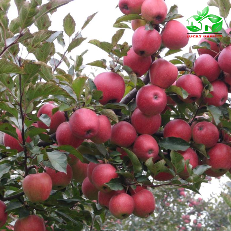 CÂY GIỐNG TÁO ĐỎ LÙN cây đẹp,siêu trái | Lazada.vn