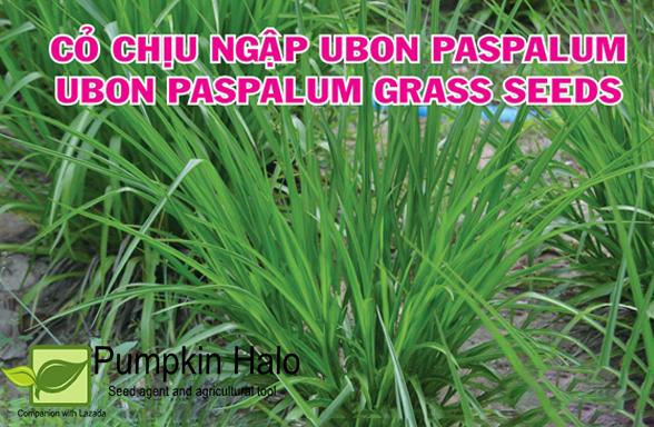 [HCM]HẠT GIỐNG CỎ THÁI LAN _ Hạt Giống Cỏ Chịu Ngập Paspalum_gói 100gram .