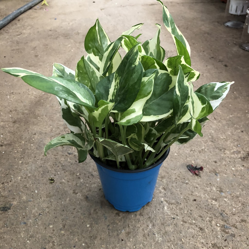 Cây trầu bà cẩm thạch mini thanh lọc không khí, Chiều cao 15cm sinh trưởng phát triển tốt thích hợp trang trí nội thất