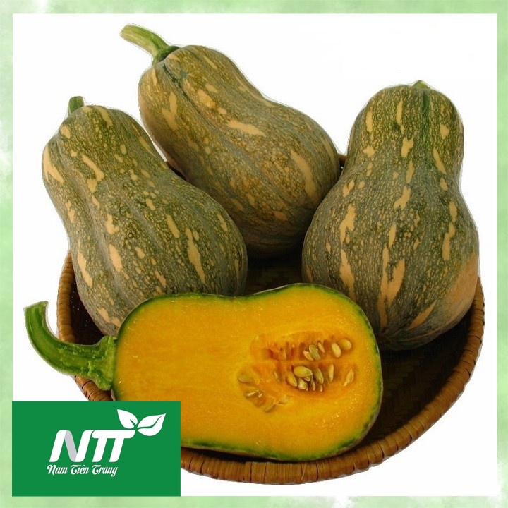 Hạt giống bí đỏ tn - 01
