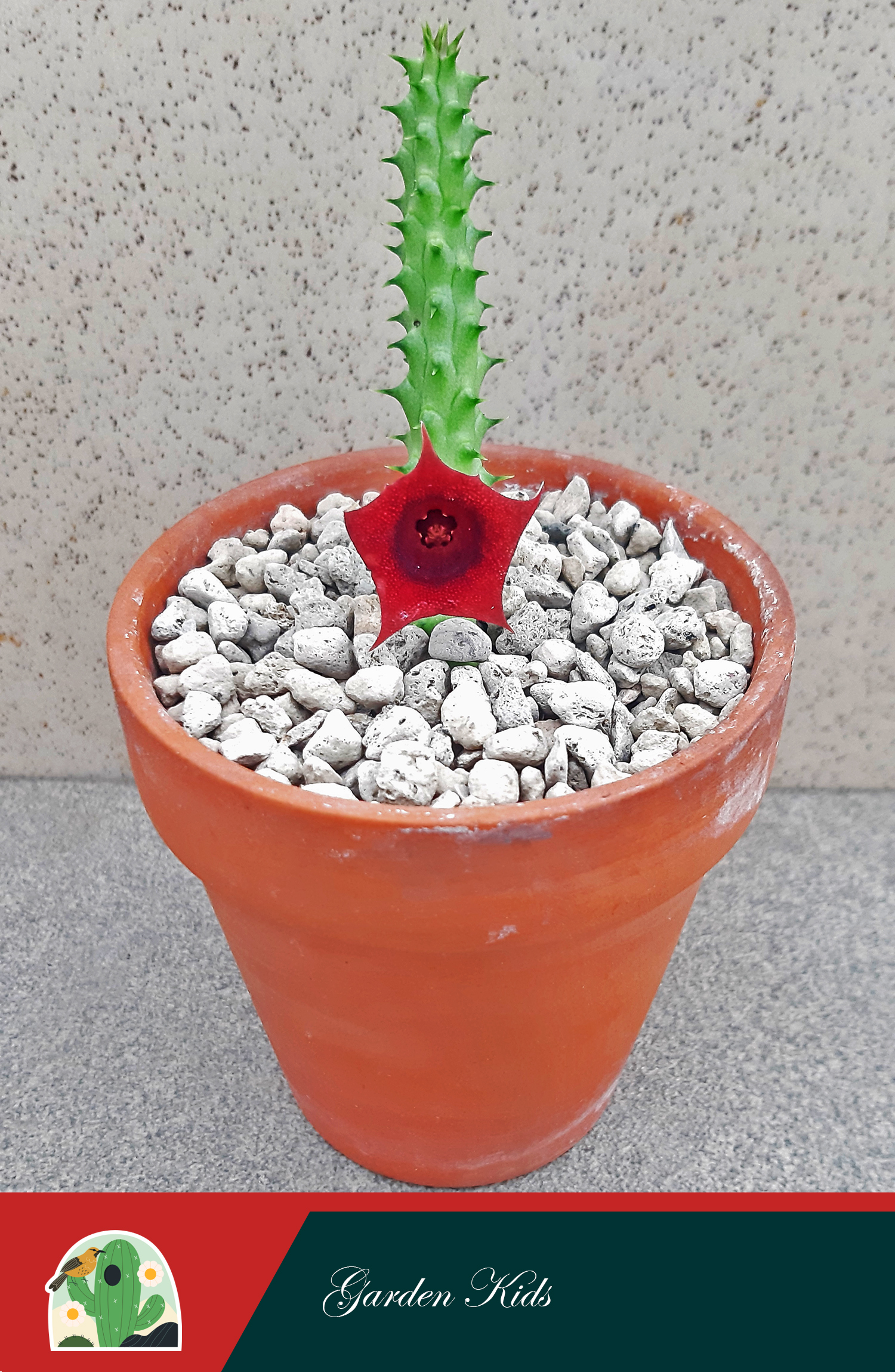 Xương rồng sao biển hoa đỏ (Huernia Schneideriana)