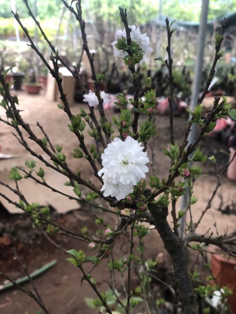 Mai trắng 🌲freeship🌲 nhất chi mai