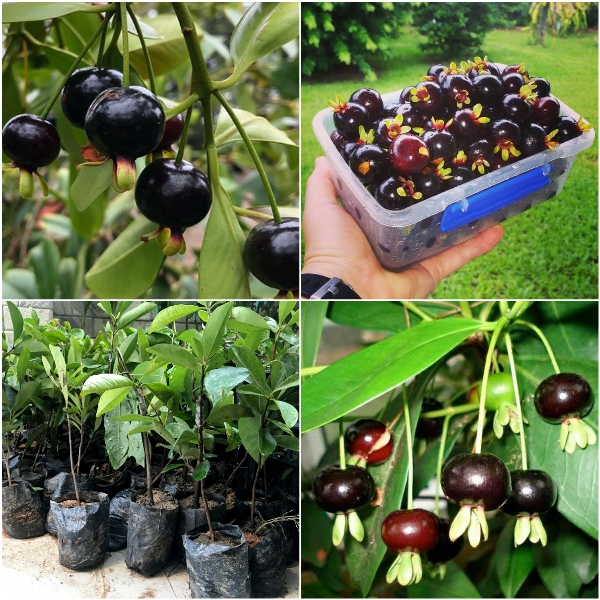 Cây giống CHERY BRAZINL f1 cao sản , cây giống nông nghiệp , cây trồng chậu. ban công , sân vườn ..