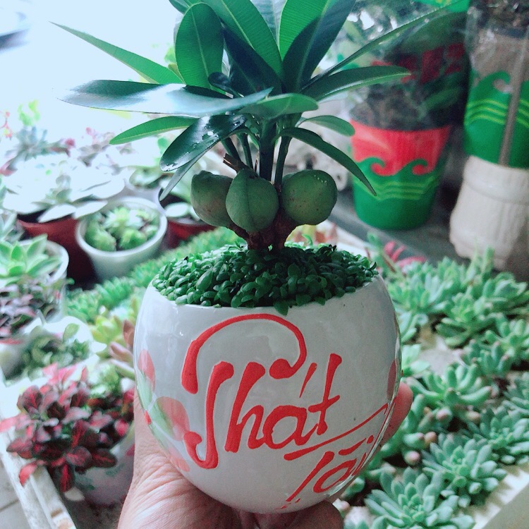 Chậu cây may mắn phát tài