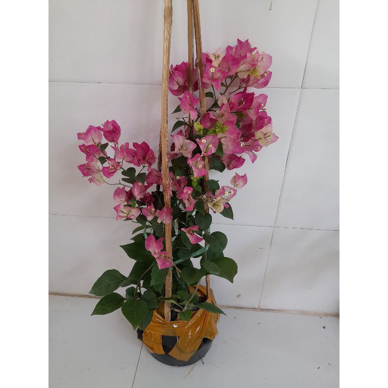Cây Hoa Giấy thái phớt hồng...Đang hót...siêu hoa
