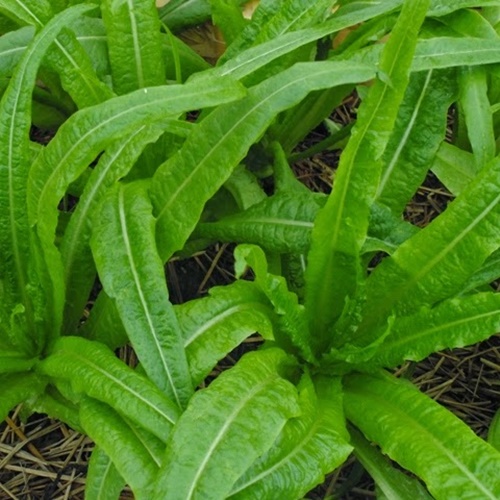 Hạt Giống Rau Diếp Thơm F1. Túi 5 Gram. Chất Lượng Cao - Kèm Quà Tặng