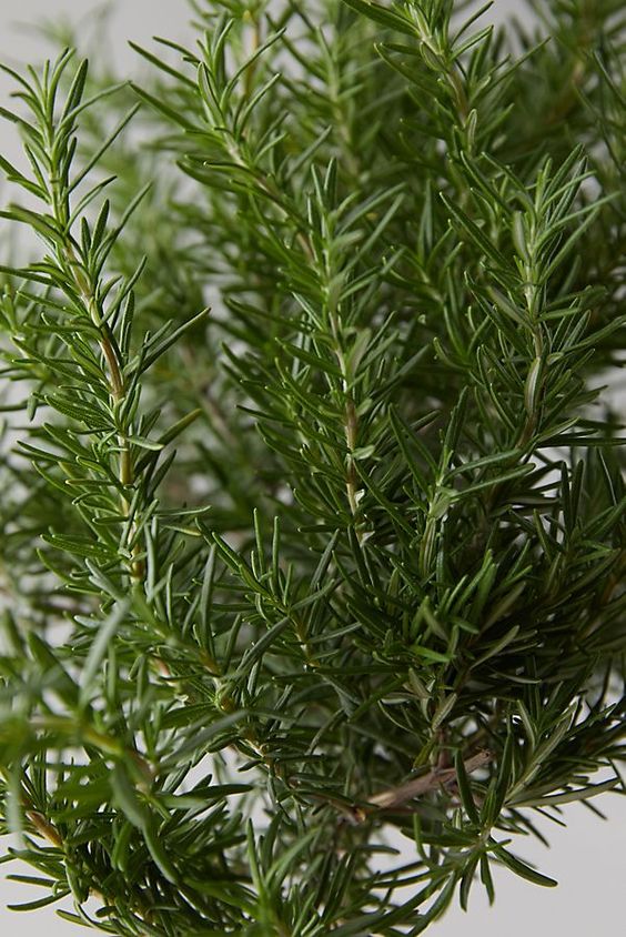Chậu cây hương thảo - Rosemary - Rosmarinus officinalis L.