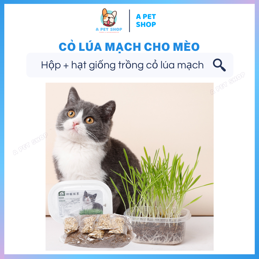 Hạt Giống Cỏ Lúa Mì - Bộ Trồng Cỏ Mèo Gồm Hạt Giống, Hộp Trồng, Đất Dinh Dưỡng A Pet Shop