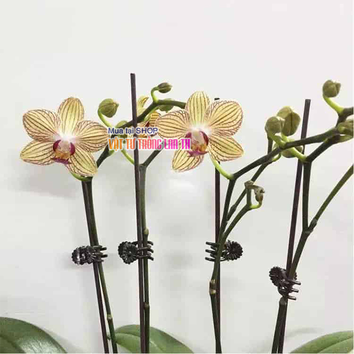 100 kẹp nhựa dùng cho Lan hình con bướm loại nhỏ