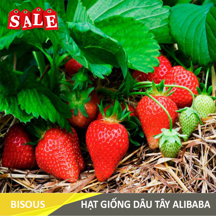 Hạt giống Dâu tây Q24 Bisous KLT 50 hạt