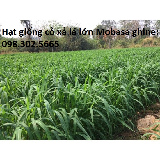 Hạt giống cỏ xả mobasa ghine - cỏ chăn nuôi 500g