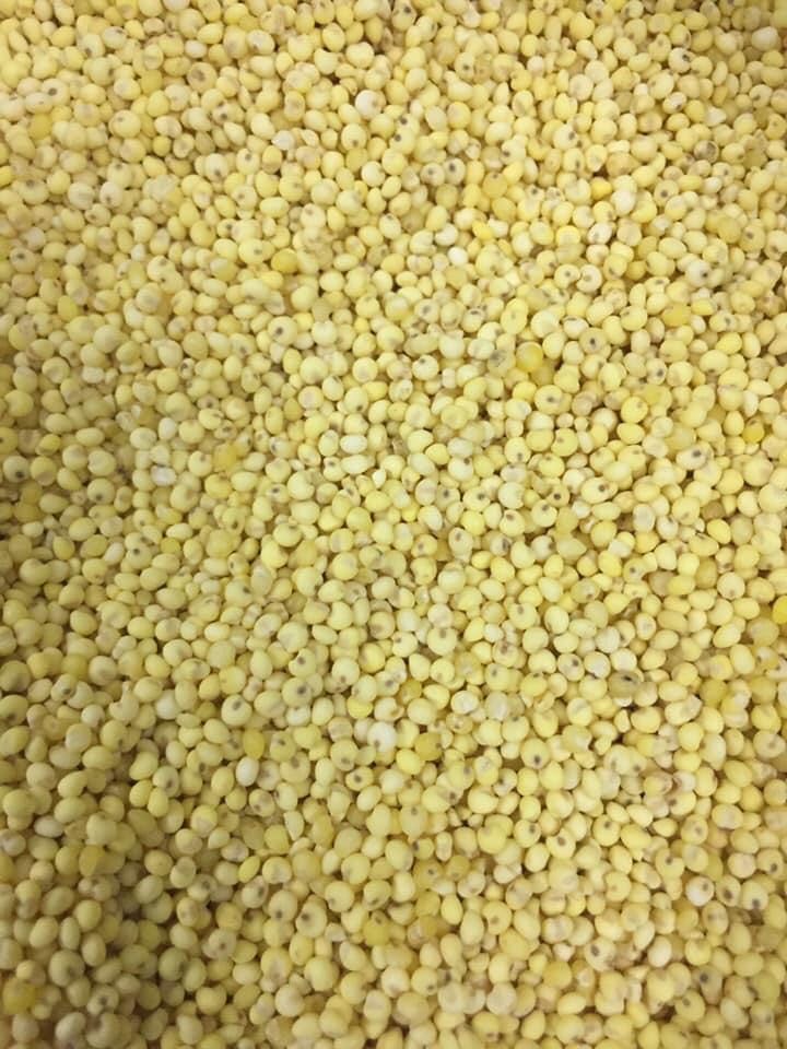 500gr Kê nếp vàng loại 1 thơm dẻo, siêu ngon, bổ dưỡng