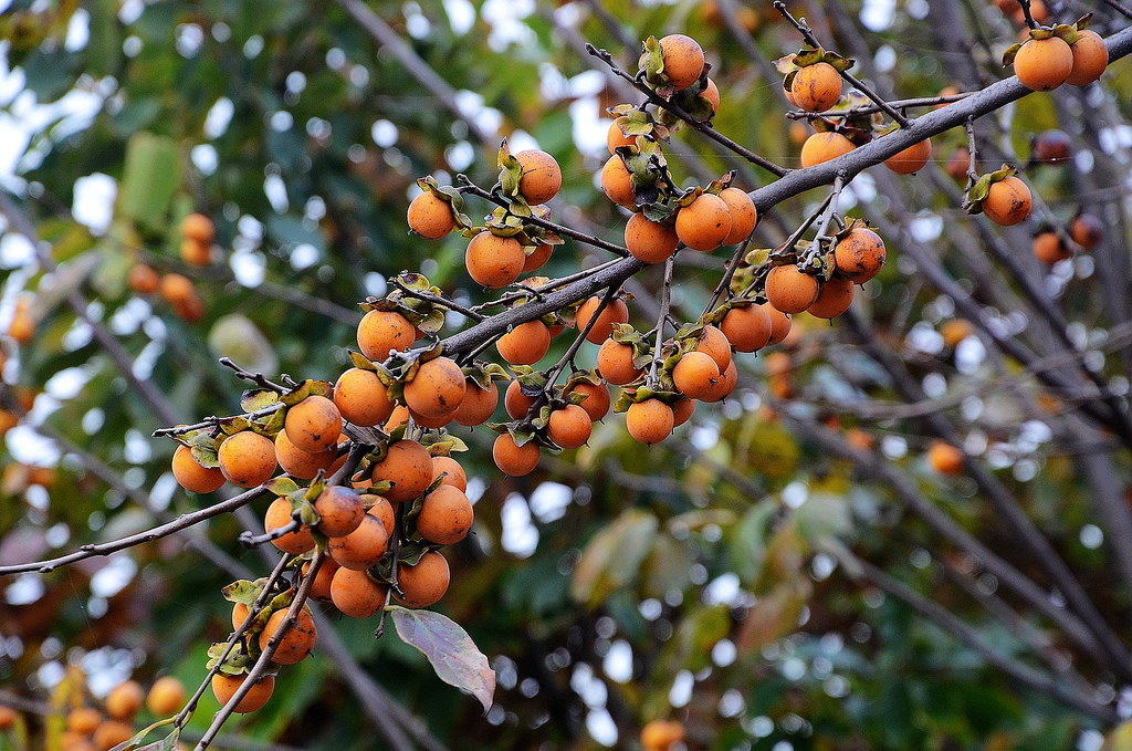 Cây giống hồng giòn nhật bản Giống hồng mới thuộc nhóm hồng không chát hay còn gọi là giống hồng giòn, quả khi chín màu vàng cam, thịt quả màu vàng sáng - FREE SHIP TỪ 50K