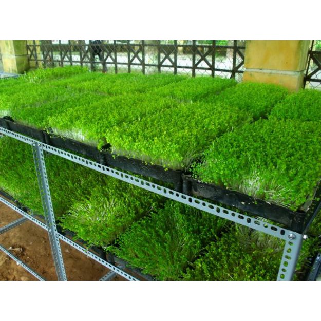 Hạt giống rau mầm rau muống vn - 100g